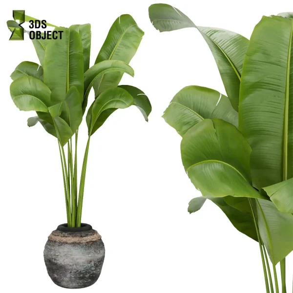 3d model plant pot free Banana rubber monstera sansveria  architectural3D botanical architecture simulator enscpae fbx obj Rhino Sketchup