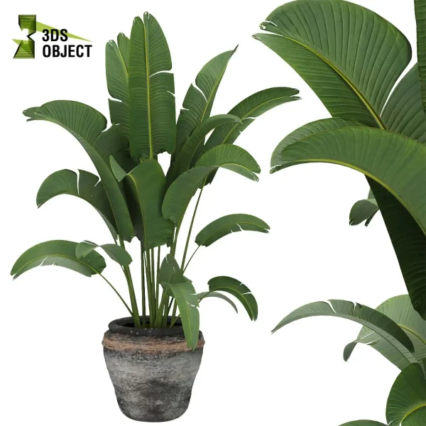 3d model plant pot free Banana rubber monstera sansveria architectural3D botanical architecture simulator enscpae fbx obj Rhino Sketchup