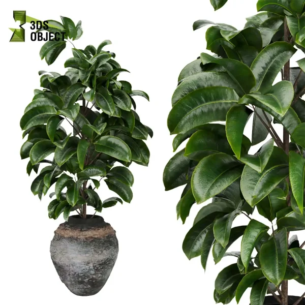 3d model plant pot free Banana rubber monstera sansveria architectural3D botanical architecture simulator enscpae fbx obj Rhino Sketchup