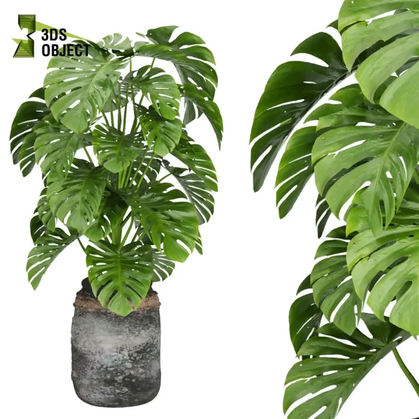 3d model plant pot free Banana rubber monstera sansveria architectural3D botanical architecture simulator enscpae fbx obj Rhino Sketchup