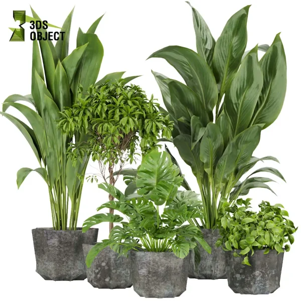 3d model plant pot free Peace lily schefflera monstera pothos bird paradise 3drendering designsimulation