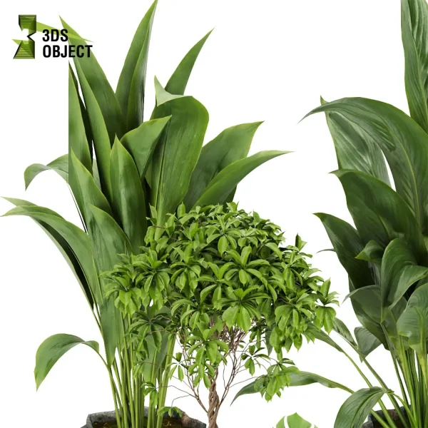 3d model plant pot free Peace lily schefflera monstera pothos bird paradise 3drendering designsimulation
