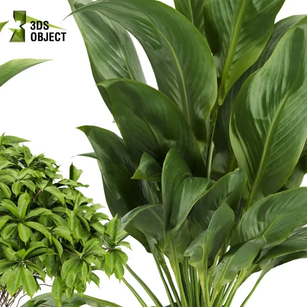 3d model plant pot free Peace lily schefflera monstera pothos bird paradise 3drendering designsimulation