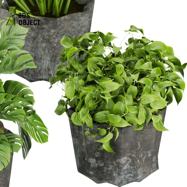 3d model plant pot free Peace lily schefflera monstera pothos bird paradise 3drendering designsimulation