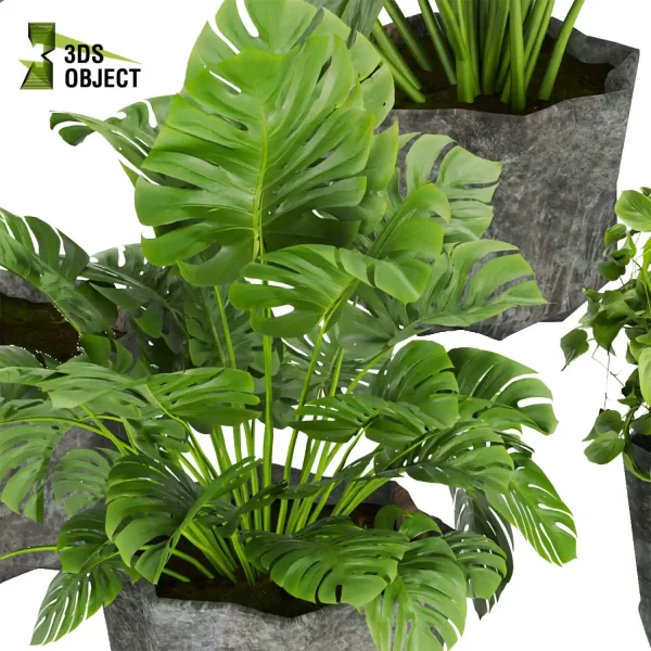 3d model plant pot free Peace lily schefflera monstera pothos bird paradise 3drendering designsimulation