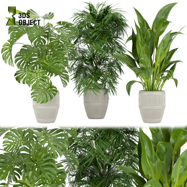 3d model plant pot free Monstera bird of paradise palm purchase 3drendering botanical