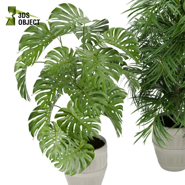 3d model plant pot free Monstera bird of paradise palm purchase 3drendering botanical