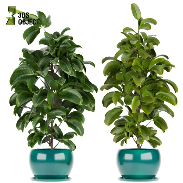 3d model plant pot free Rubber ficus elastica visualization architectural botanical architecture simulator fbx obj Rhino Sketchup