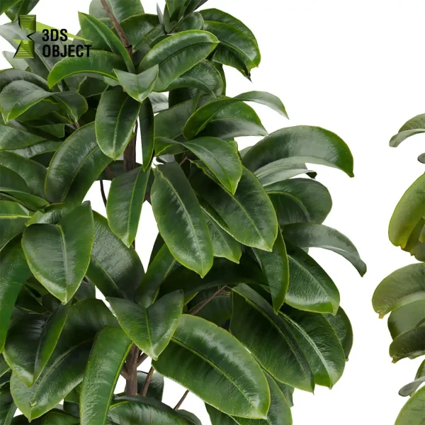3d model plant pot free Rubber ficus elastica visualization architectural botanical architecture simulator fbx obj Rhino Sketchup