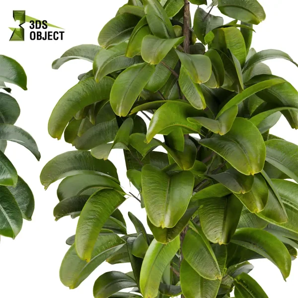 3d model plant pot free Rubber ficus elastica visualization architectural botanical architecture simulator fbx obj Rhino Sketchup