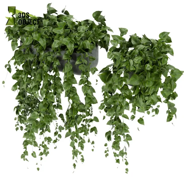 3d model plant hanging free Botanical Models pothos, devil's ivy 3drendering decorative hamedorea Vegetation Assets Foliage Generator cinema 4d 3ds max blender enscpae fbx obj Rhino Sketchup lumion