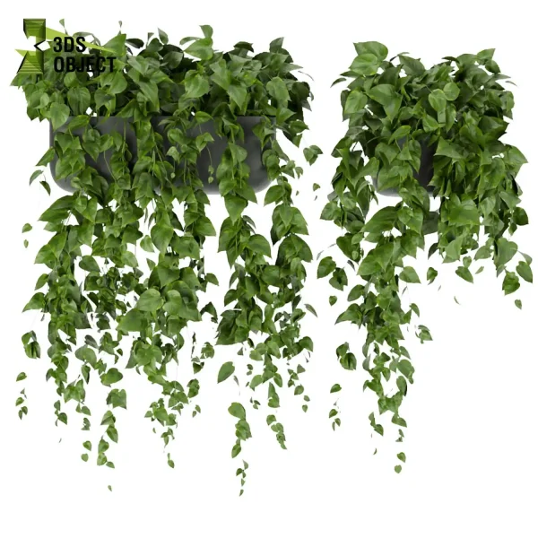 3d model plant hanging free Botanical Models pothos, devil's ivy 3drendering decorative hamedorea Vegetation Assets Foliage Generator cinema 4d 3ds max blender enscpae fbx obj Rhino Sketchup lumion