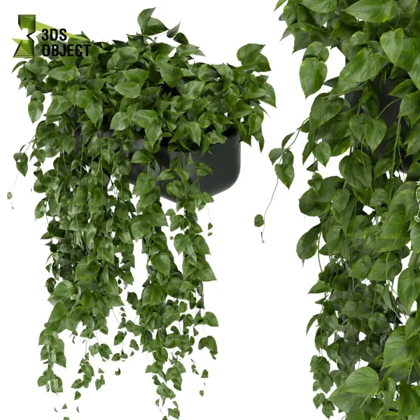3d model plant hanging free Botanical Models pothos, devil's ivy 3drendering decorative hamedorea Vegetation Assets Foliage Generator cinema 4d 3ds max blender enscpae fbx obj Rhino Sketchup lumion
