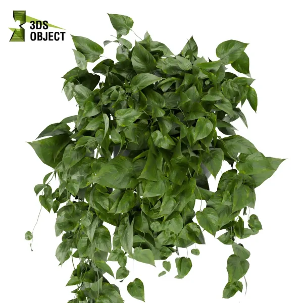 3d model plant hanging free Botanical Models pothos, devil's ivy 3drendering decorative hamedorea Vegetation Assets Foliage Generator cinema 4d 3ds max blender enscpae fbx obj Rhino Sketchup lumion