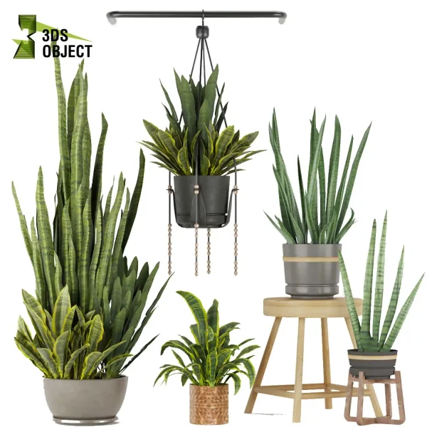 3d model plant pot free sansevieria, zeylanica, laurentii flowerpot 3D architectural visualization botanical interiordesign buy