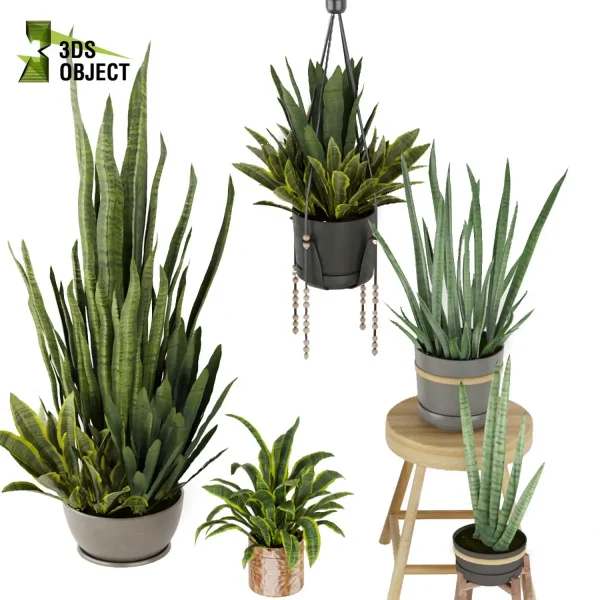 3d model plant pot free sansevieria, zeylanica, laurentii flowerpot 3D architectural visualization botanical interiordesign buy