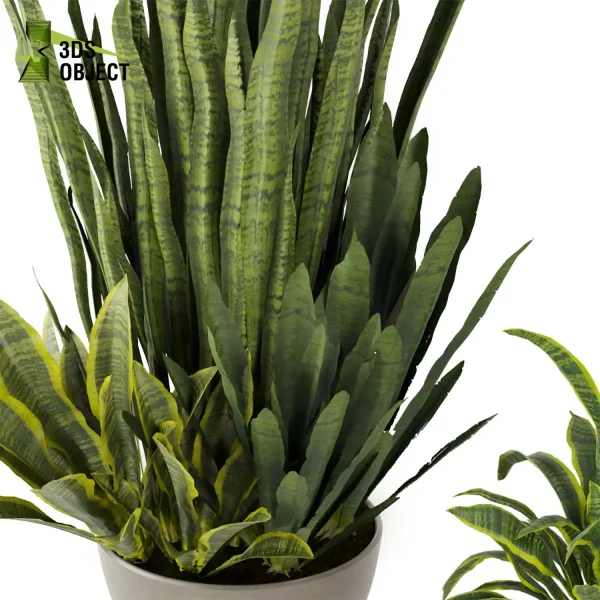 3d model plant pot free sansevieria, zeylanica, laurentii flowerpot 3D architectural visualization botanical interiordesign buy