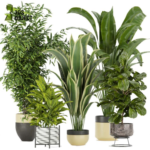 3d model plant pot free Croton aspidistra banana fiddle vegetation modeling tool purchase architectural3D