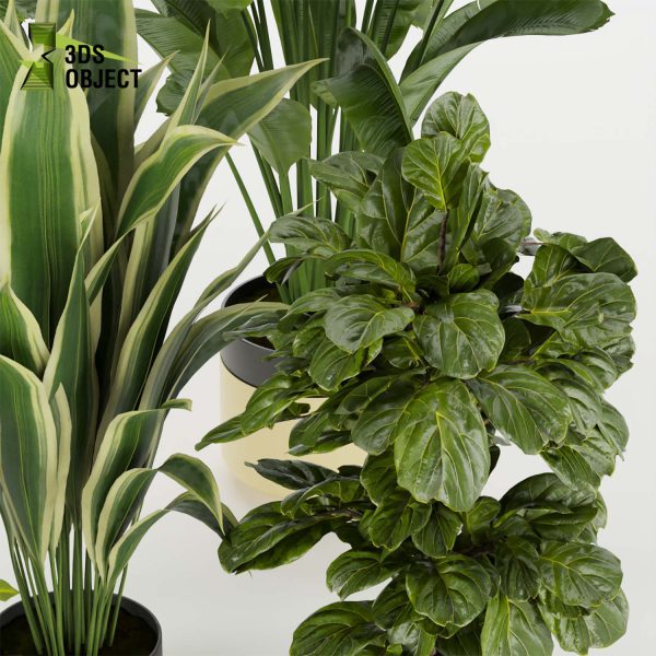 3d model plant pot free Croton aspidistra banana fiddle vegetation modeling tool purchase architectural3D