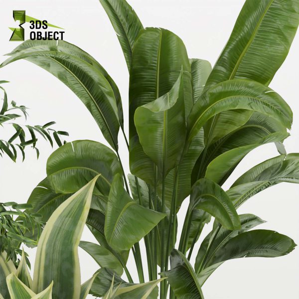 3d model plant pot free Croton aspidistra banana fiddle vegetation modeling tool purchase architectural3D