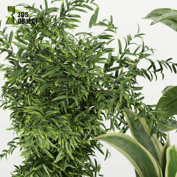 3d model plant pot free Croton aspidistra banana fiddle vegetation modeling tool purchase architectural3D