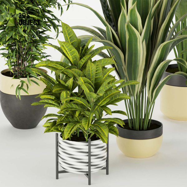 3d model plant pot free Croton aspidistra banana fiddle vegetation modeling tool purchase architectural3D