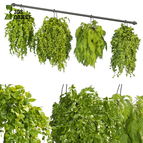 3d model plant hanging free Botanical Models pothos fern hedra Design Software Vine Foliage Creation