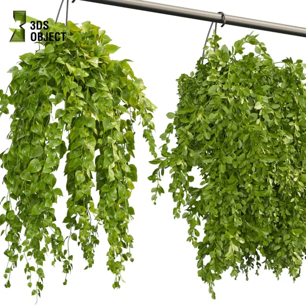 3d model plant hanging free Botanical Models pothos fern hedra  Design Software Vine Foliage Creation