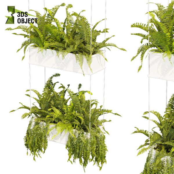 3d model plant hanging free Botanical Models fern ampelous cinema 4d 3ds max blender enscape fbx obj Rhino Sketchup lumion visualization purchase Simulation