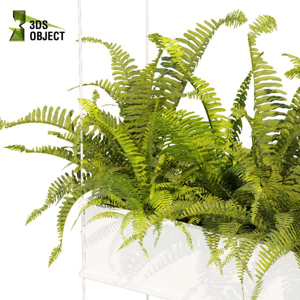 3d model plant hanging free Botanical Models fern ampelous cinema 4d 3ds max blender enscape fbx obj Rhino Sketchup lumion visualization purchase Simulation