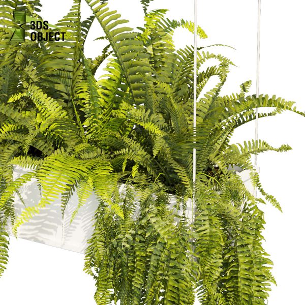 3d model plant hanging free Botanical Models fern ampelous cinema 4d 3ds max blender enscape fbx obj Rhino Sketchup lumion visualization purchase Simulation
