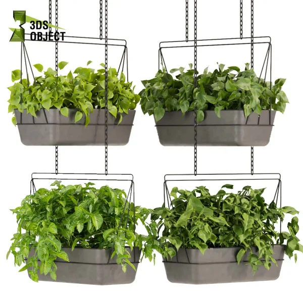 3d model plant hanging free Botanical Models pothos devil's ivy Botanical Models Greenery Assets Vegetation Rendering cinema 4d 3ds max blender enscape fbx obj Rhino Sketchup lumion
