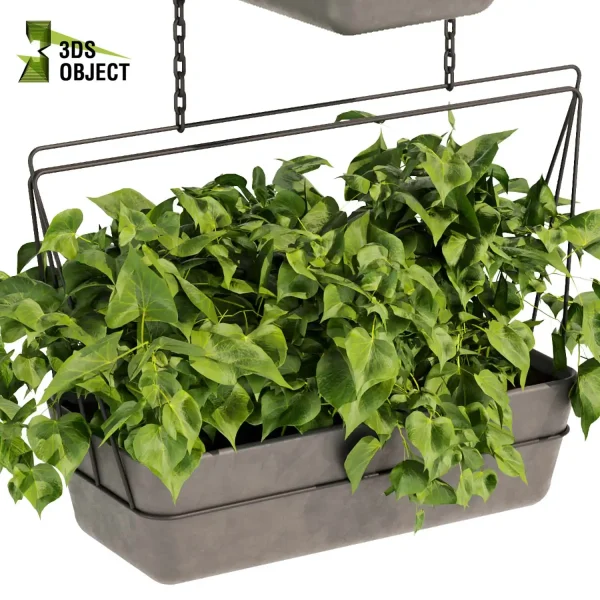 3d model plant hanging free Botanical Models pothos devil's ivy Botanical Models Greenery Assets Vegetation Rendering cinema 4d 3ds max blender enscape fbx obj Rhino Sketchup lumion