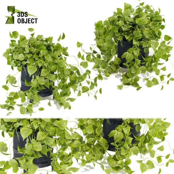 3d model plant hanging free Botanical Models pothos devils ivy planter cinema 4d 3ds max blender enscape fbx obj Rhino Sketchup lumion 3D architectural visualization Design Software low poly purchase