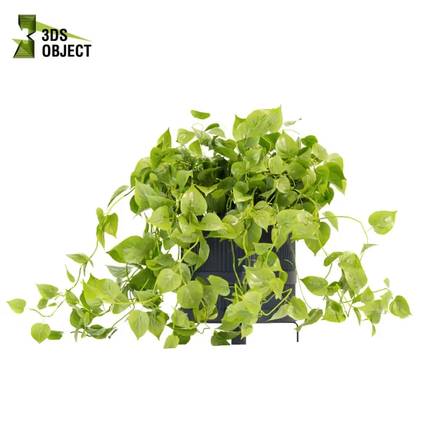 3d model plant hanging free Botanical Models pothos devils ivy planter cinema 4d 3ds max blender enscape fbx obj Rhino Sketchup lumion 3D architectural visualization Design Software low poly purchase