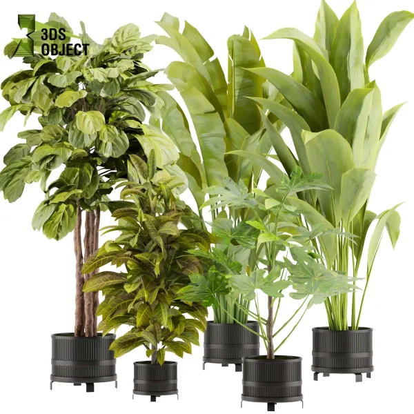 3d model plant pot free Fiddle croton bird of paradise banana architecturesimulation interiordesign cinema 4d 3ds max blender enscpae