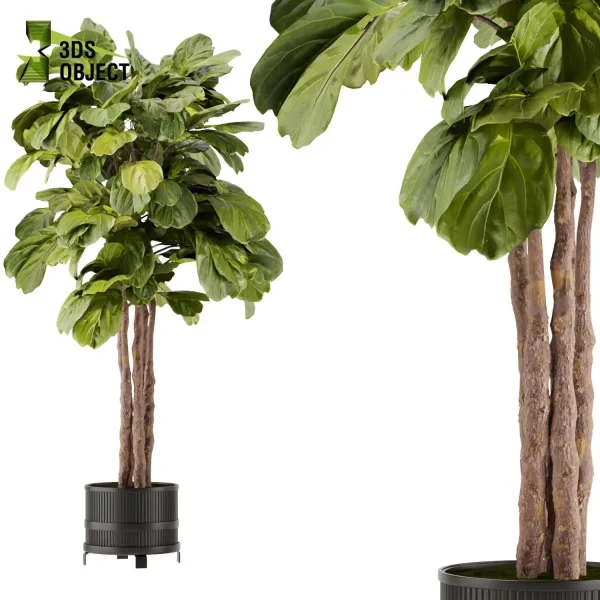 3d model plant pot free Fiddle croton bird of paradise banana architecturesimulation interiordesign cinema 4d 3ds max blender enscpae