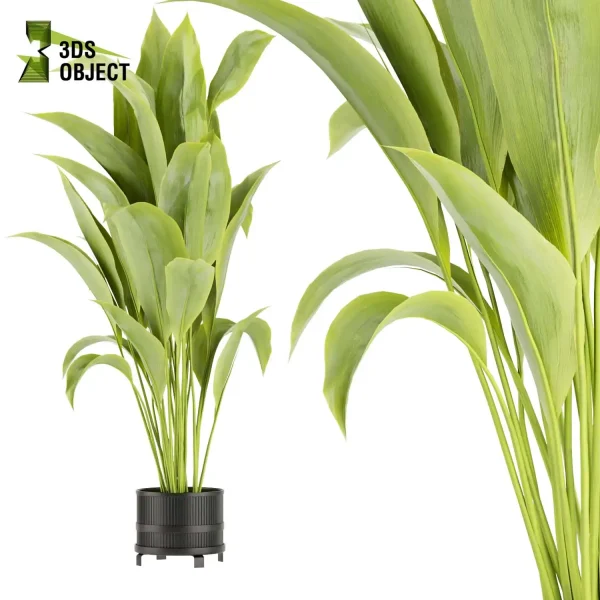 3d model plant pot free Fiddle croton bird of paradise banana architecturesimulation interiordesign cinema 4d 3ds max blender enscpae