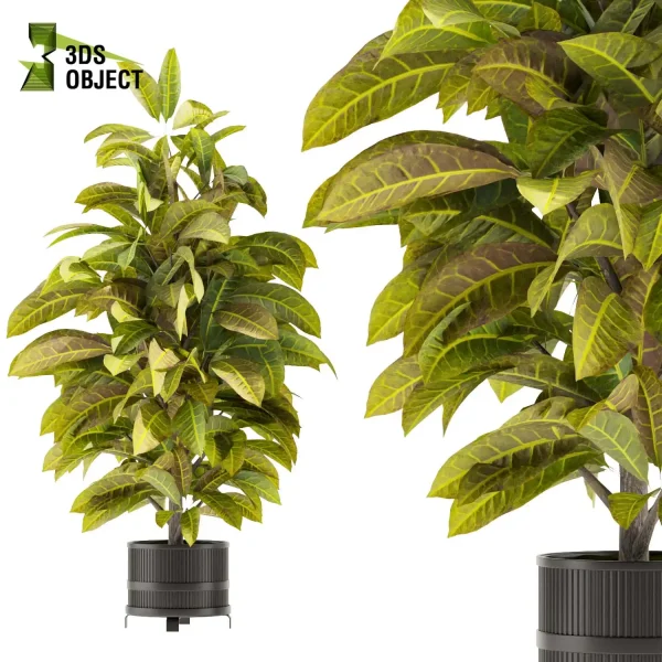 3d model plant pot free Fiddle croton bird of paradise banana architecturesimulation interiordesign cinema 4d 3ds max blender enscpae