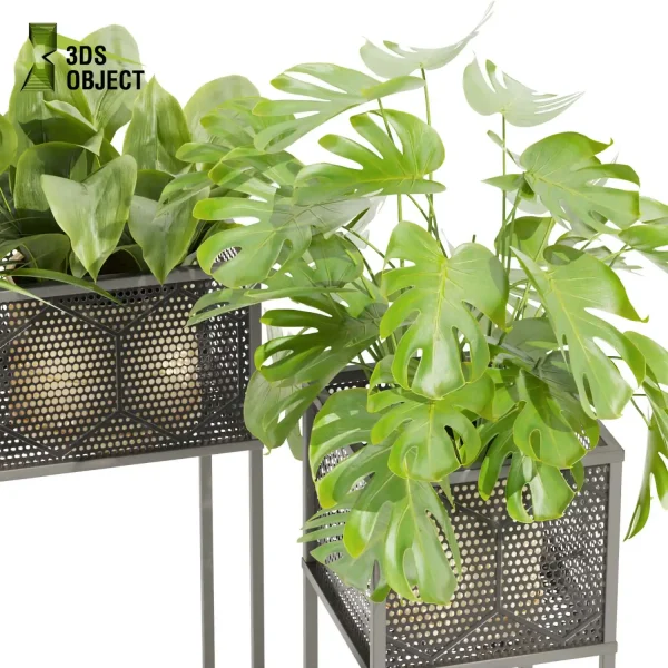 3d model plant free Vegetation tree box Foliage Palm fern bird of paradise grass monstera pothos low poly Nature Simulation Plant Modeling Software 3D Garden Design Forest Simulation 3D Tree Generator Landscape Design Software deliciosa Swiss cheese cinema 4d 3ds max blender enscape fbx obj Rhino Sketchup lumion