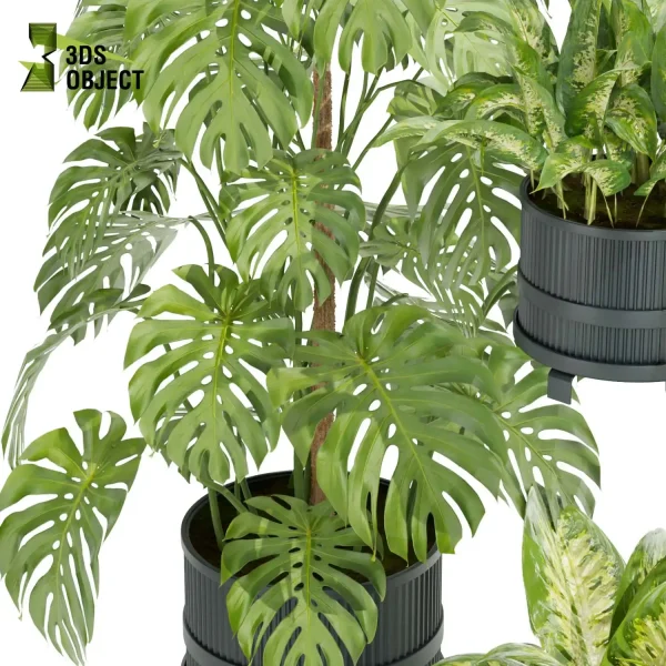 3d model plant pot free Aglaonema palm fern monstera balcony designsimulation architecture visualization buy