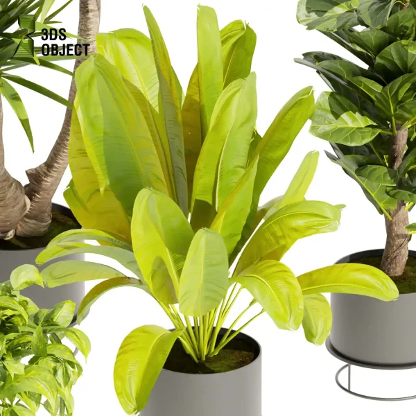 3d model plant pot free Banana croton fiddle pothos dracena purchase 3Dmodeling landscape visualization