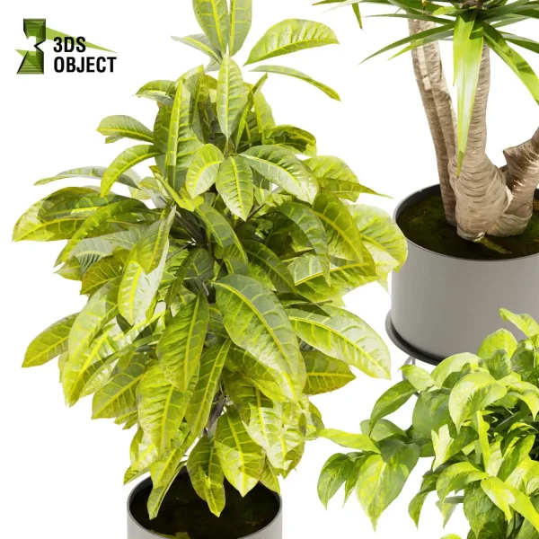 3d model plant pot free Banana croton fiddle pothos dracena purchase 3Dmodeling landscape visualization