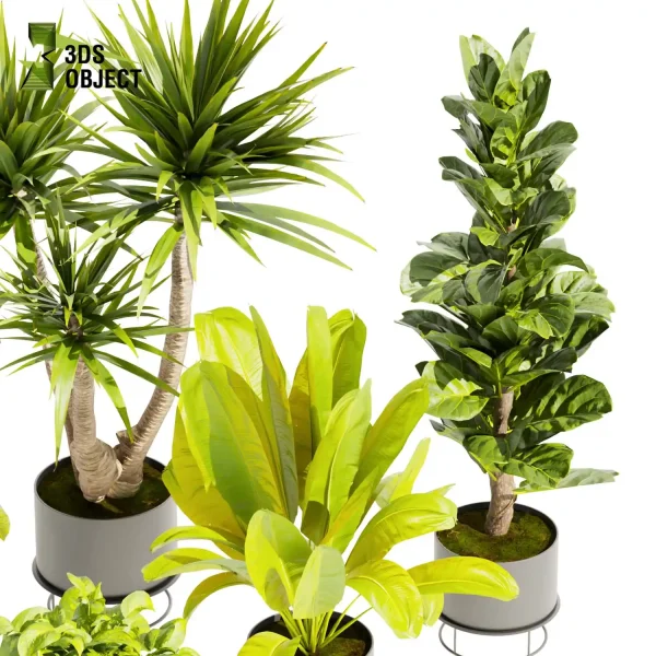 3d model plant pot free Banana croton fiddle pothos dracena purchase 3Dmodeling landscape visualization