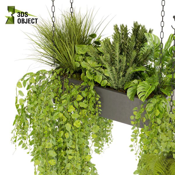 3d model plant hanging free Botanical Models monstera rosemary fern pothos grass ampelous cinema 4d 3ds max blender enscape fbx obj Rhino Sketchup lumion Greenery Assets Flora Objects purchase