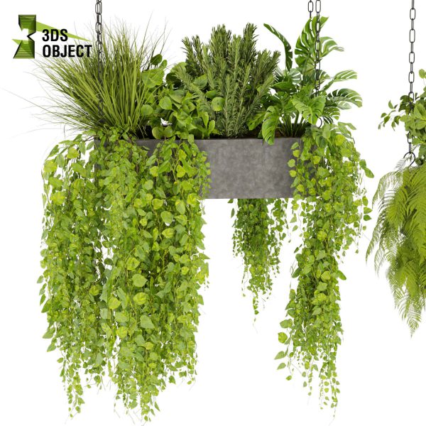 3d model plant hanging free Botanical Models monstera rosemary fern pothos grass ampelous cinema 4d 3ds max blender enscape fbx obj Rhino Sketchup lumion Greenery Assets Flora Objects purchase