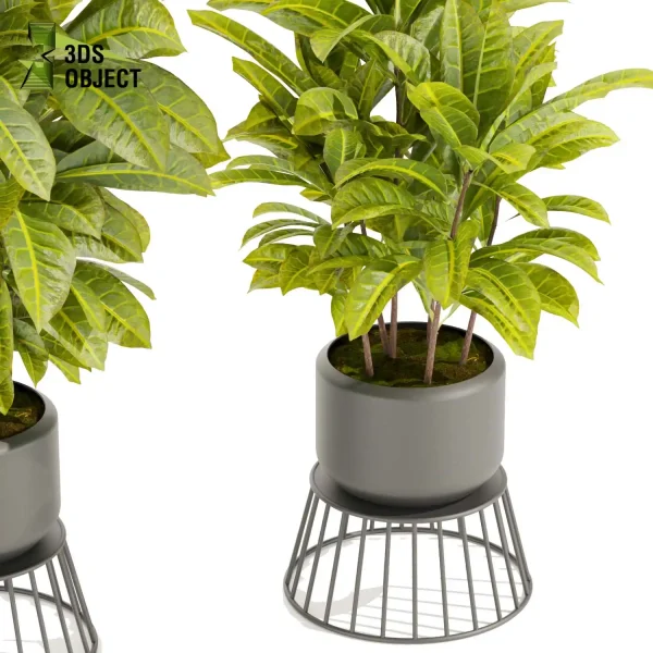 3d model plant pot free Croton crotonoideae buy simulator 3dvisualization architectural enscpae
