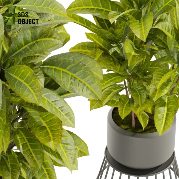 3d model plant pot free Croton crotonoideae buy simulator 3dvisualization architectural enscpae