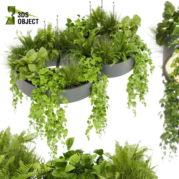 3d model plant hanging free Botanical Models fern fiddle pothos grass cinema 4d 3ds max blender fbx obj Rhino Sketchup lumion purchase