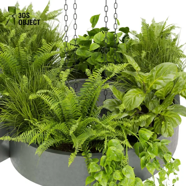 3d model plant hanging free Botanical Models fern fiddle pothos grass cinema 4d 3ds max blender fbx obj Rhino Sketchup lumion purchase